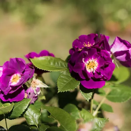 Le Petit Flo 4* Flocourt