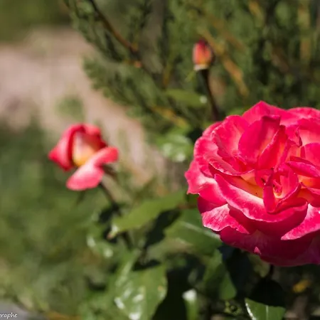 Гостевой дом Le Petit Flo 4*