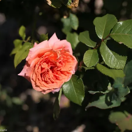 Le Petit Flo Vendégház