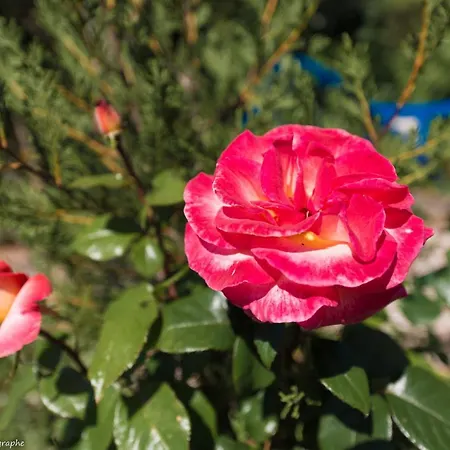 Le Petit Flo 4* Flocourt