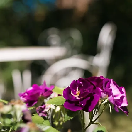 Le Petit Flo Vendégház 4*