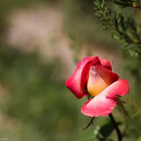 Le Petit Flo Vendégház Flocourt