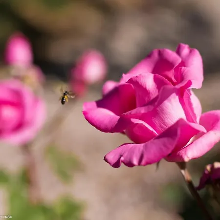 Vendégház Le Petit Flo 4*