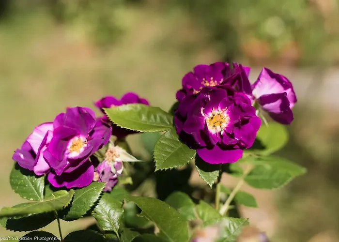 Le Petit Flo 4* Flocourt