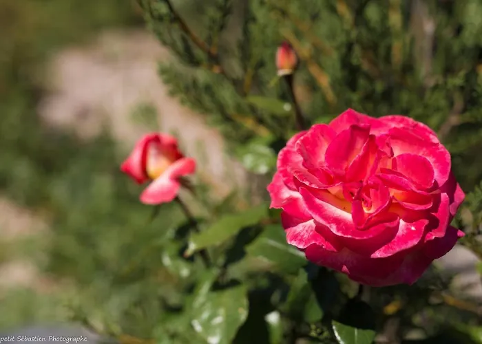 Гостевой дом Le Petit Flo 4*