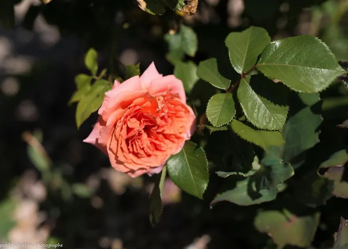 Le Petit Flo Гостевой дом