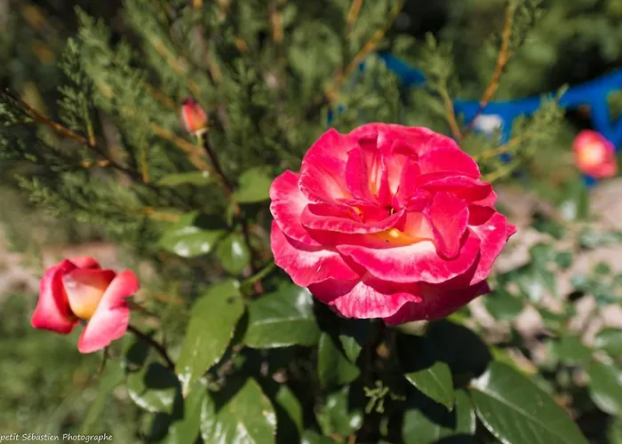 Le Petit Flo 4* Flocourt