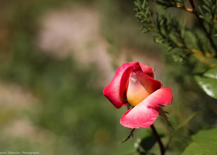 Le Petit Flo Гостевой дом Flocourt