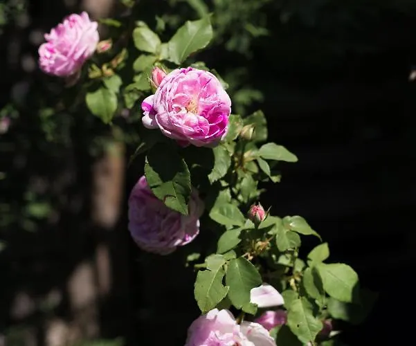 Gasthof Le Petit Flo