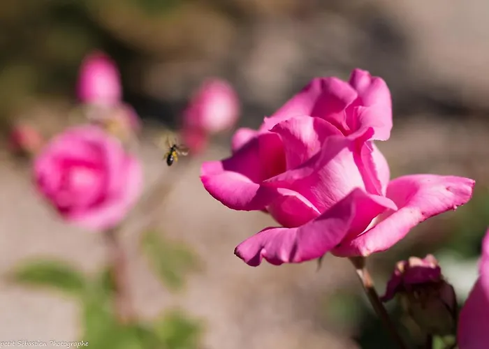 Gasthof Le Petit Flo 4*