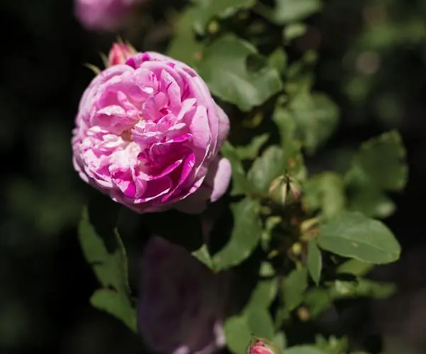 Le Petit Flo Гостевой дом Flocourt