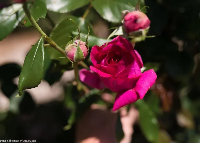 Le Petit Flo Гостевой дом